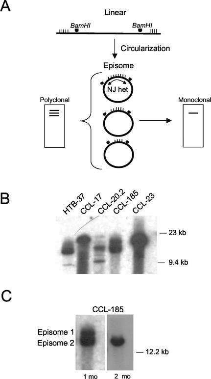 FIG. 1.