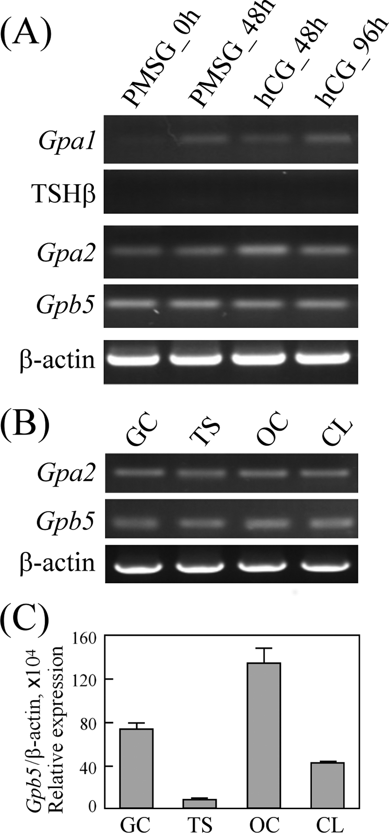 FIGURE 4.