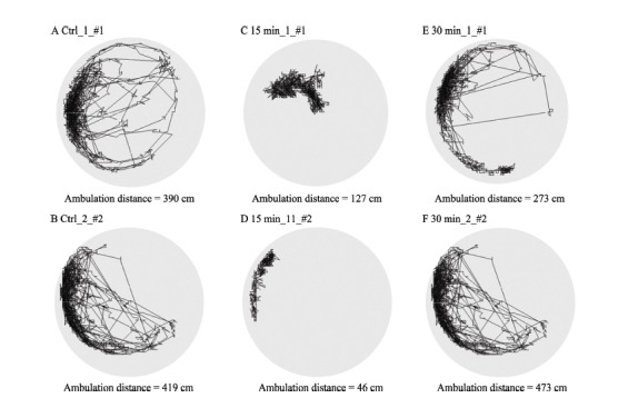 Cold narcosis was performed 15 min and 30 min prior to the test. Paths of two honeybees in each group and their ambulation distances were shown. In the heading of each figure, the numbers between the two “_” represent the numbers of the honeybees used in each group; the numbers after “#” indicate the numbers of the monitoring cage accommodated honeybee.