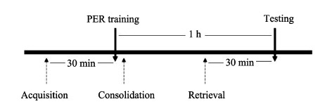 Solid arrow: the time points of PER training and testing; Dotted arrow: the time points of cold narcosis.