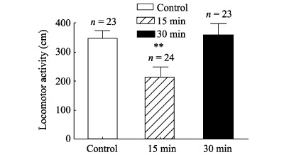 Honeybees were ice cooled for 90 s and then their ambulation paths were monitored; the numbers above the bars represent the number of honeybees in each group. <sup>**</sup>: <italic>P</italic>&lt;0.01