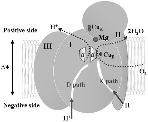 Fig. 1.