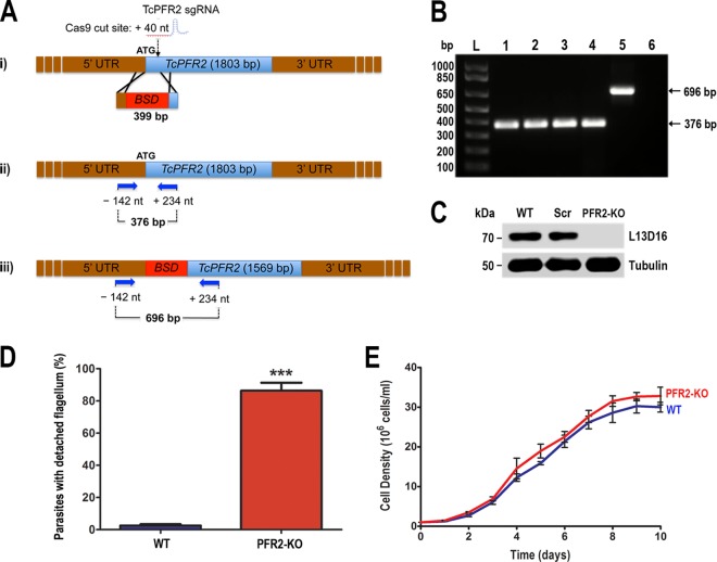 FIG 6 