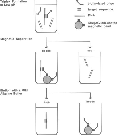 graphic file with name pnas01076-0052-a.jpg