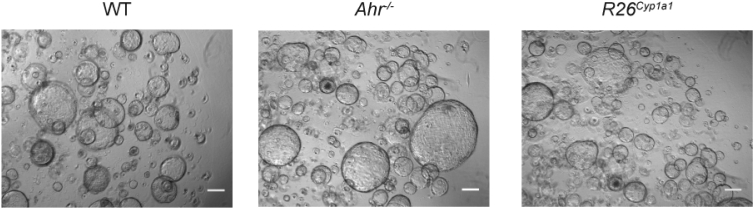 Figure 2