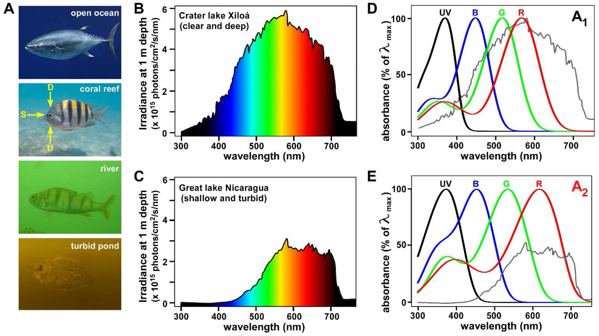 Figure 2.