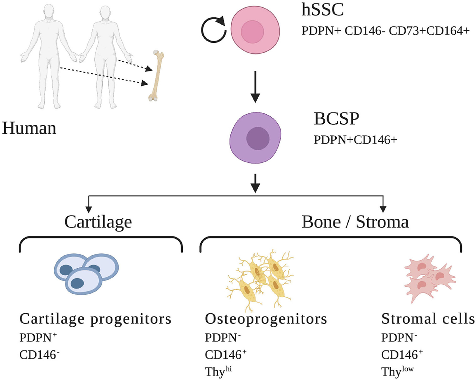 FIGURE 2 |