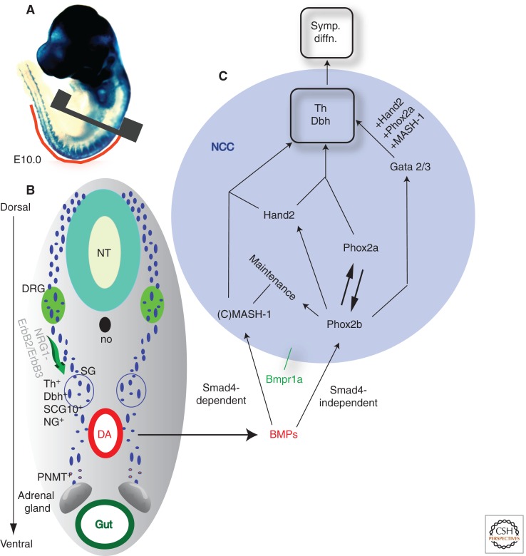 Figure 4.