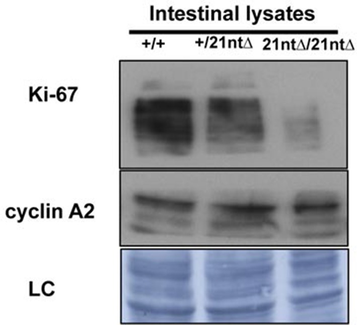 Figure 3—figure supplement 4.