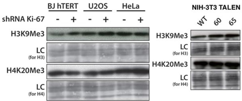 Figure 10—figure supplement 4.