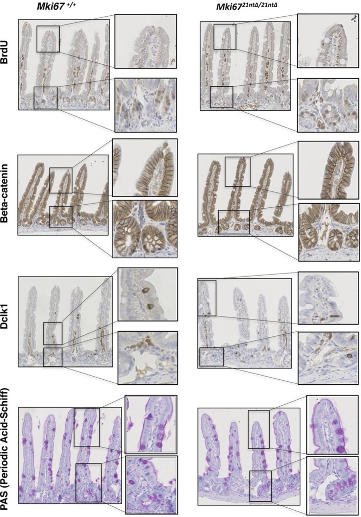 Figure 3—figure supplement 6.