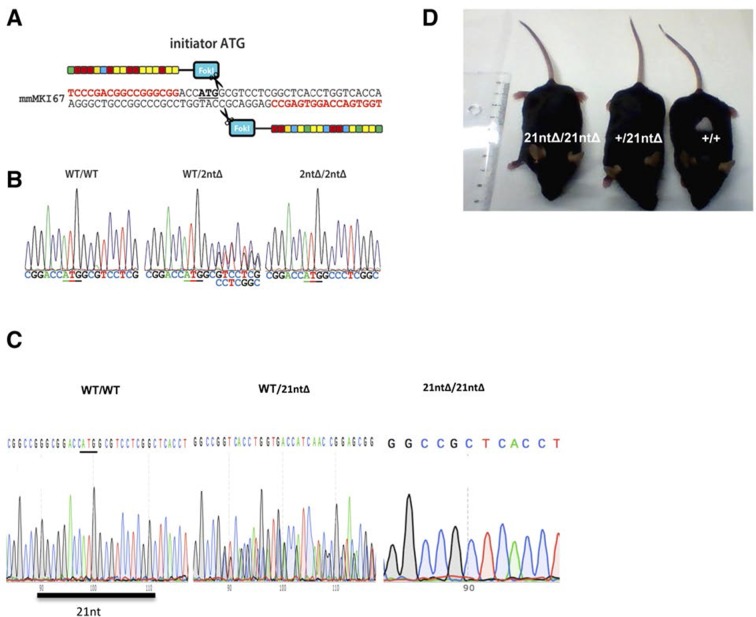 Figure 3—figure supplement 1.