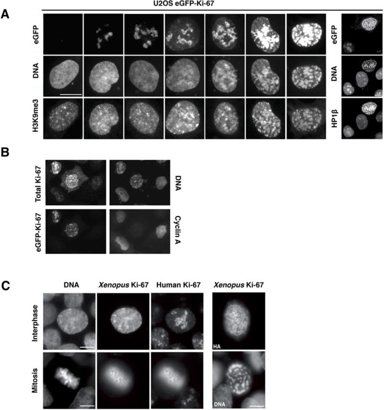 Figure 11.