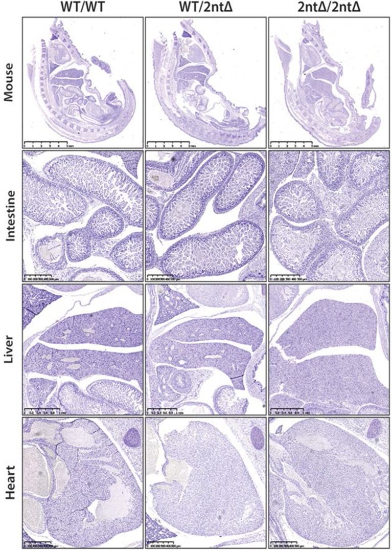 Figure 3—figure supplement 2.