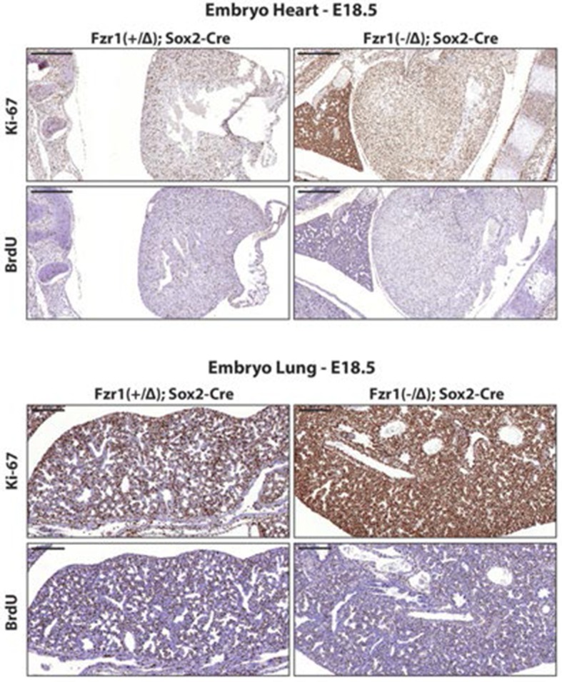 Figure 2—figure supplement 1.