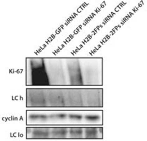 Figure 9—figure supplement 1.