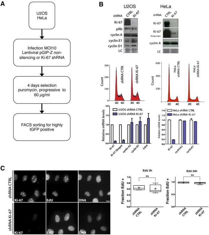 Figure 5—figure supplement 2.