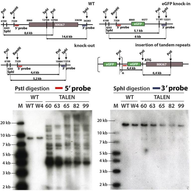 Figure 4—figure supplement 1.