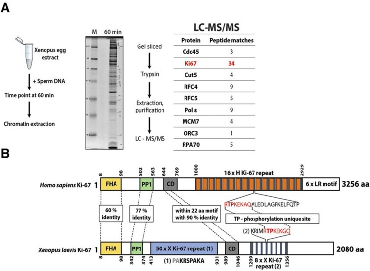 Figure 11—figure supplement 2.