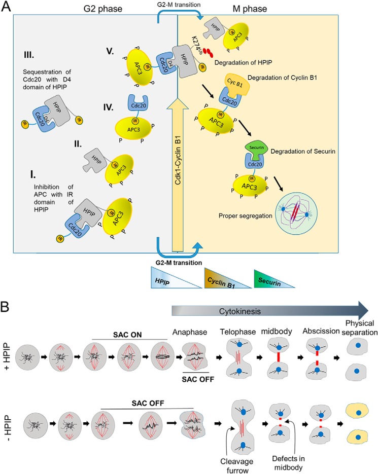 Figure 11.