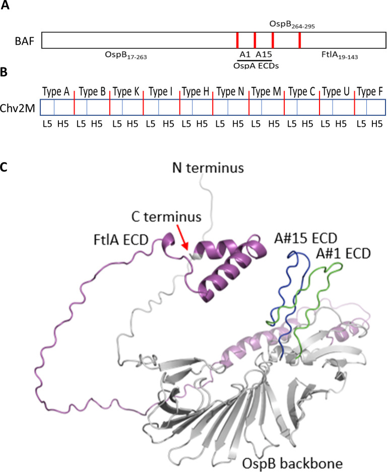 Schematic and 3D model of protein domains, highlighting specific regions and ECDs within the structure, with labeled N and C termini.