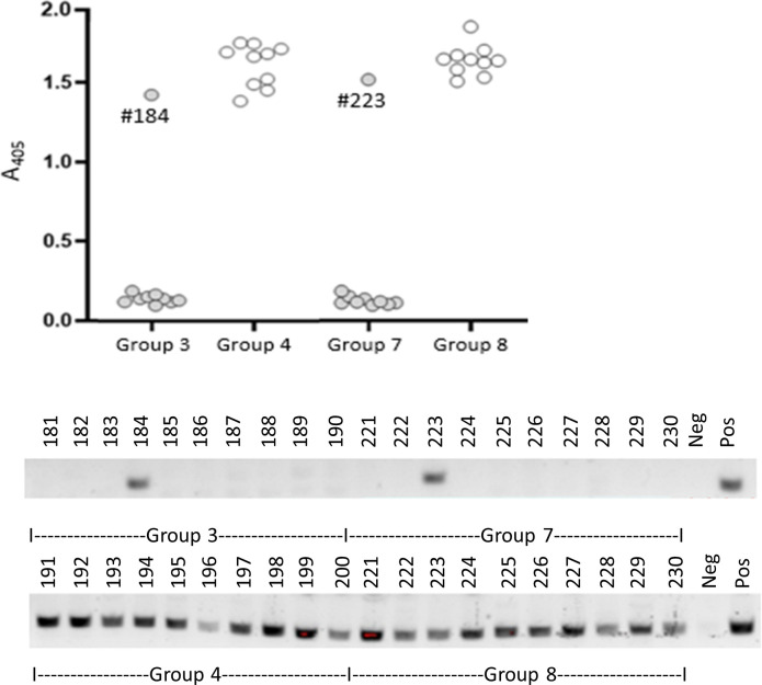 ELISA graph and PCR results for different sample groups. Group 4 and Group 8 depict higher A405 in ELISA. The ELISA data correlate with the PCR results.