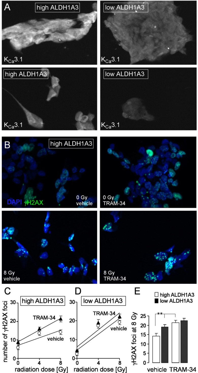 Fig. (3)