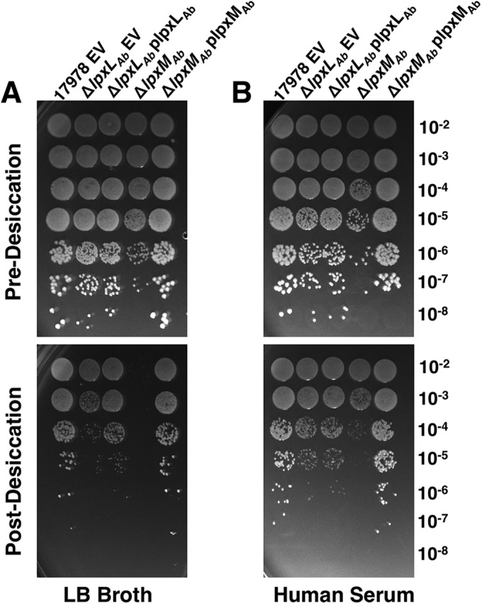 FIG 8 