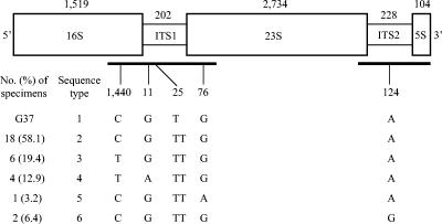 FIG. 1.