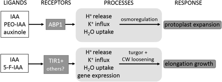 Figure 7.