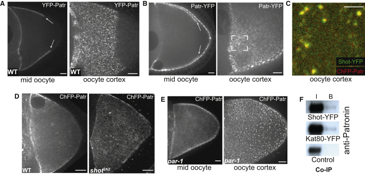 Figure 3