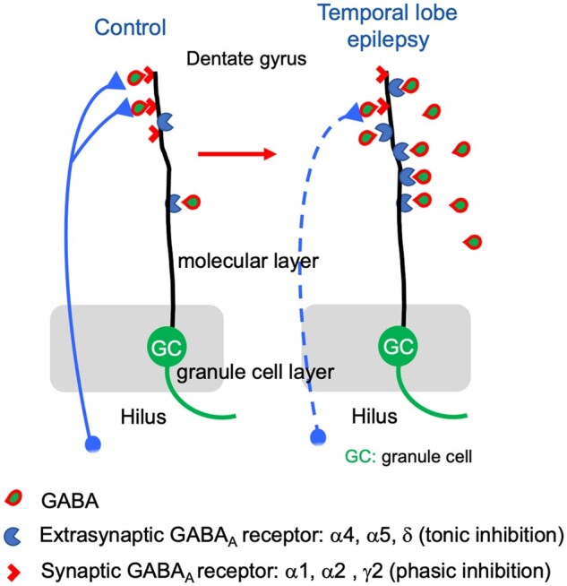 Graphical Abstract