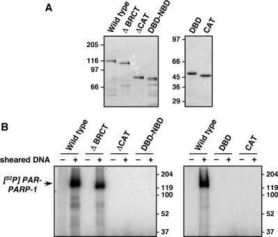 FIG. 5.