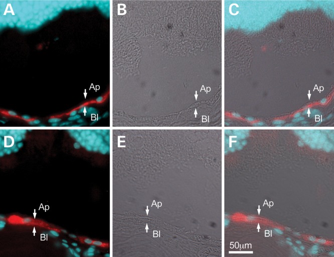 Figure 6.