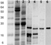 Fig 1.