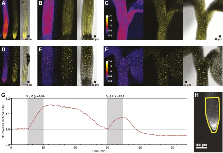 Figure 12.