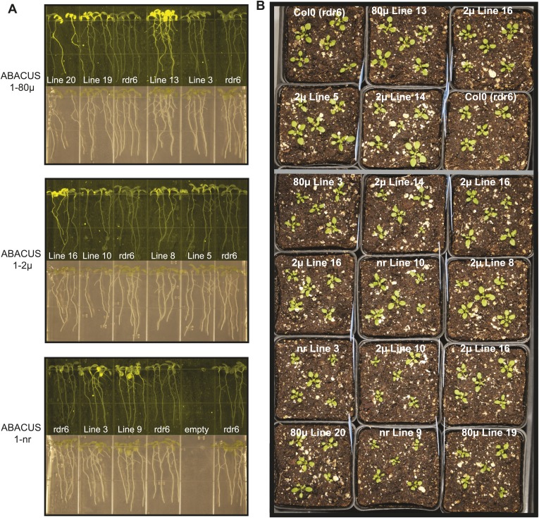 Figure 7—figure supplement 1: