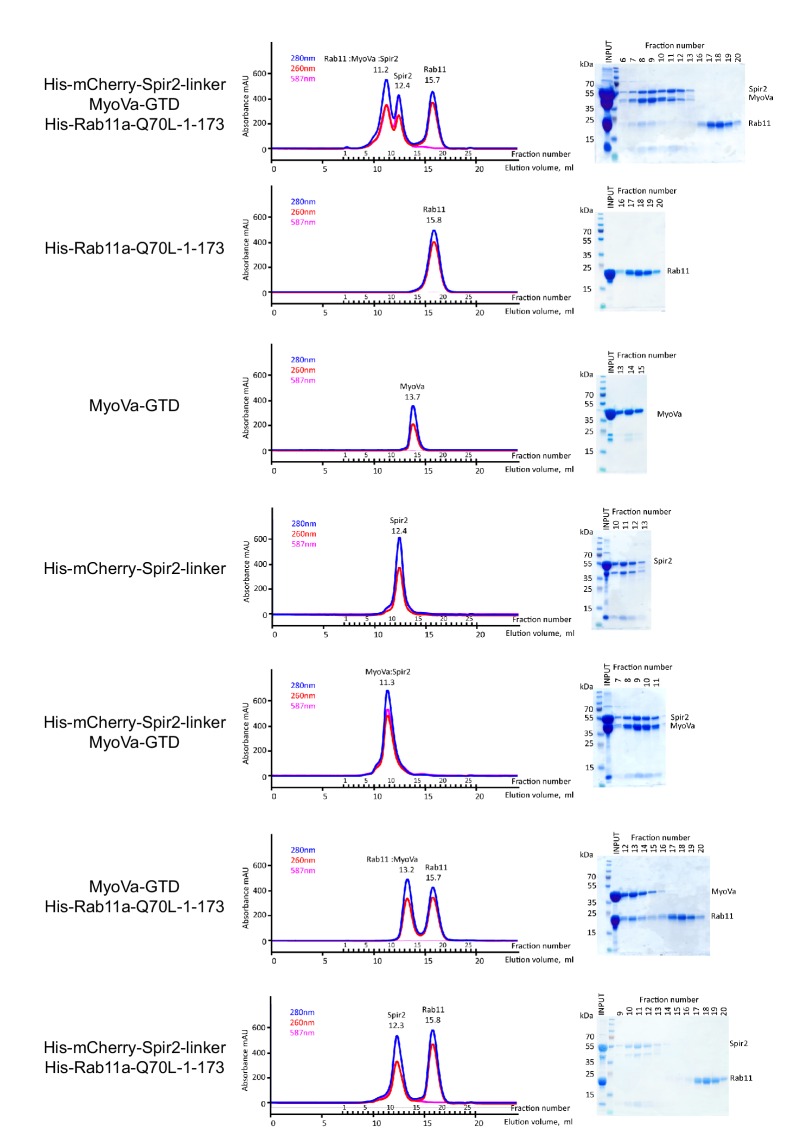 Figure 5—figure supplement 2.