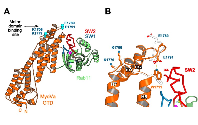 Figure 6—figure supplement 1.