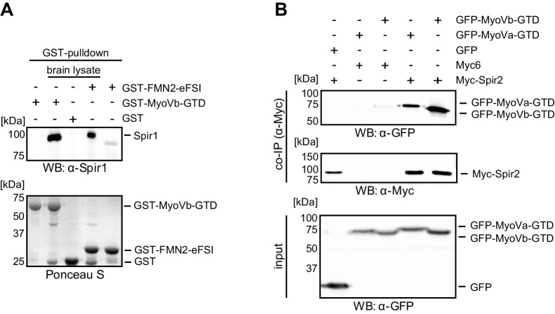 Figure 2—figure supplement 1.