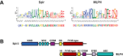 Figure 4—figure supplement 5.