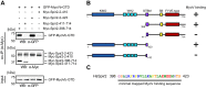 Figure 4—figure supplement 2.