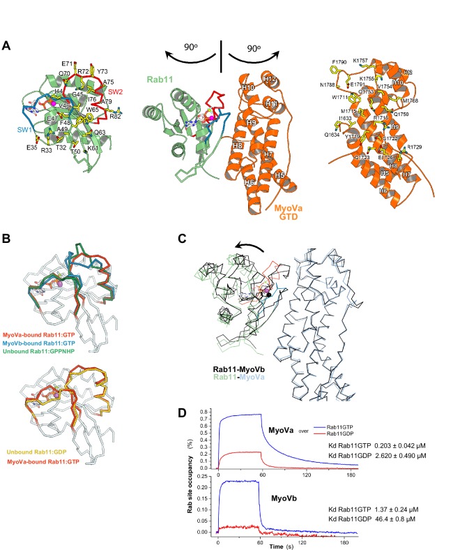 Figure 5—figure supplement 1.