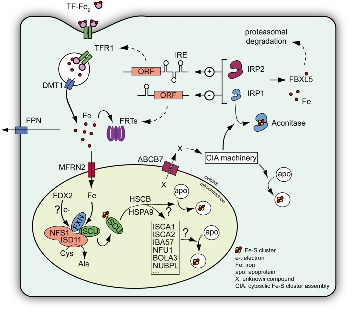 Figure 2