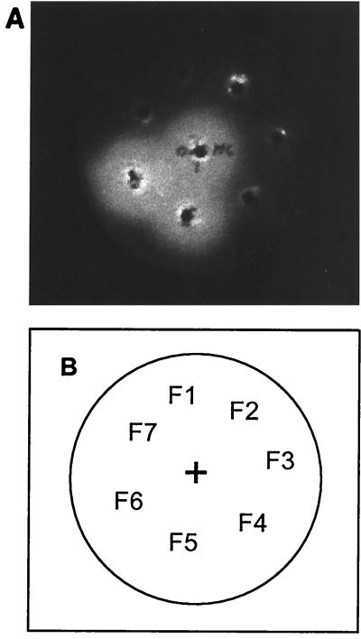 FIG. 2.