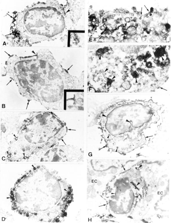 Figure 6  