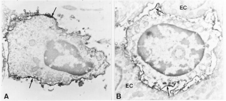 Figure 5  