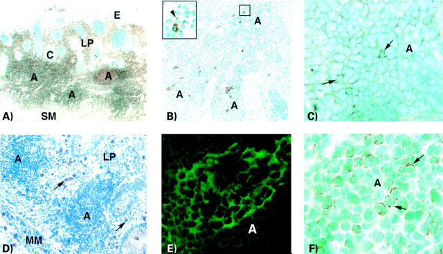 Figure 1  