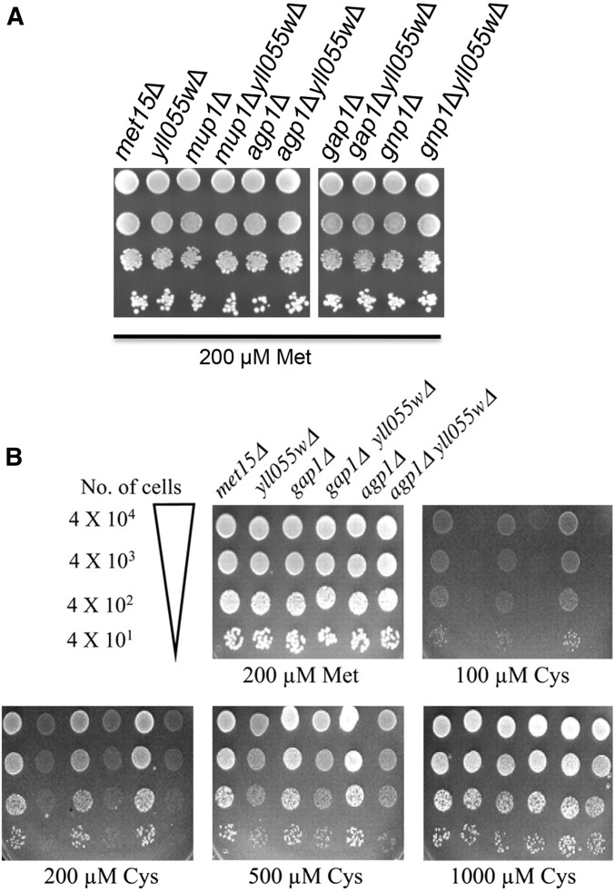 Figure 4.—