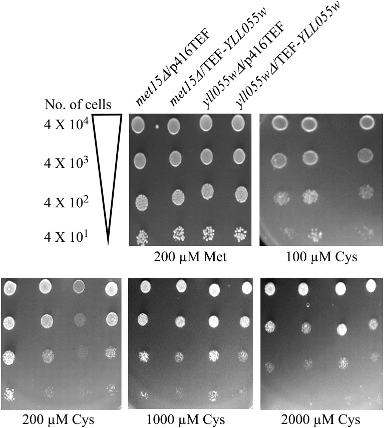 Figure 2.—